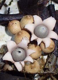 Geastrum schweinitzii image