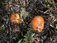 Lactarius subflammeus image