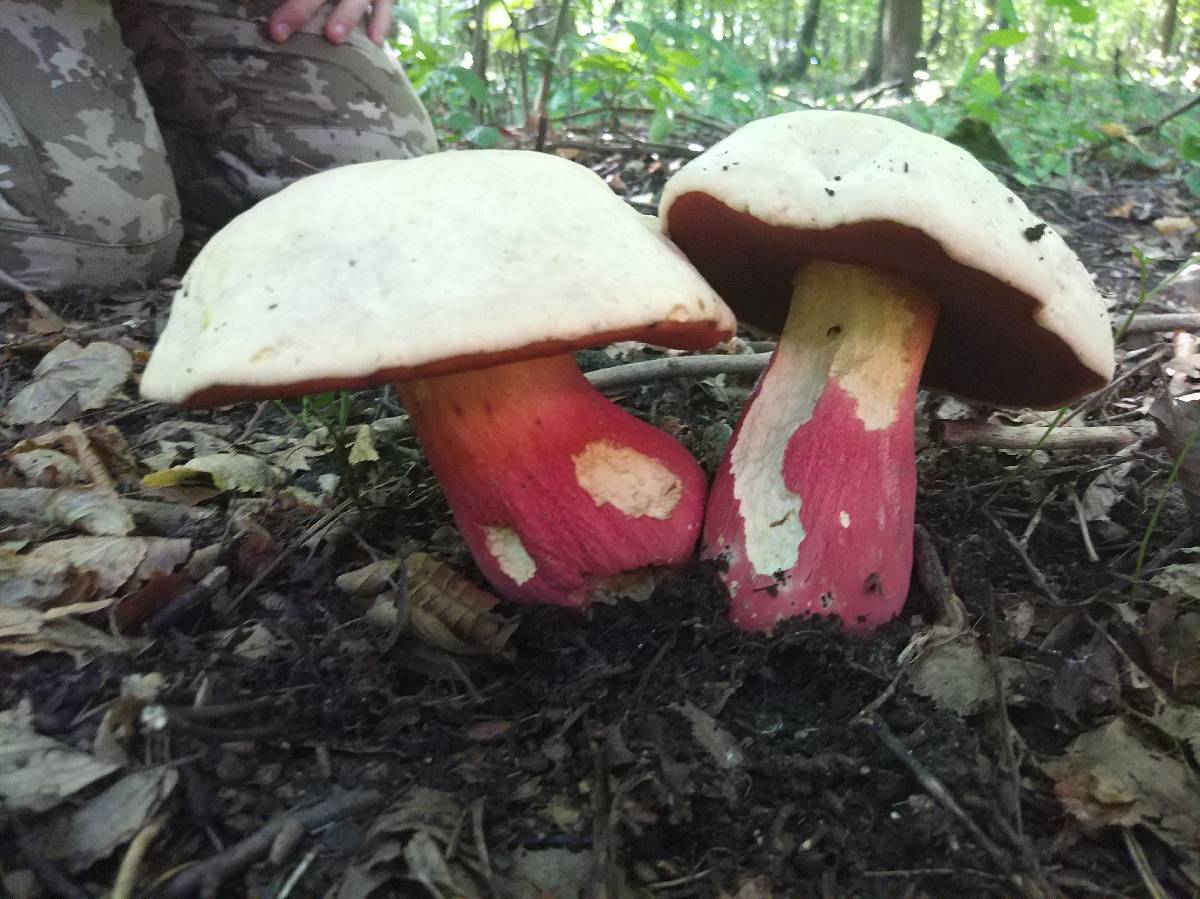 Rubroboletus satanas image