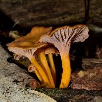 Cantharellus ignicolor image