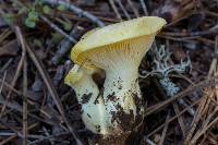 Cantharocybe gruberi image