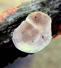 Poronidulus conchifer image