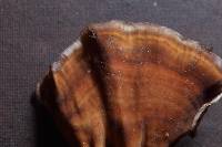 Podoscypha parvula image