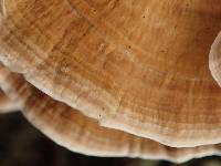 Ranadivia modesta image