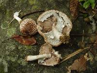 Agaricus bresadolanus image