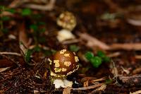 Amanita flavipes image