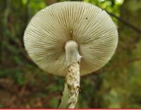 Amanita fuliginea image