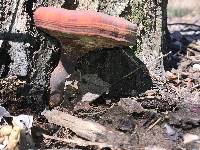 Ganoderma curtisii image
