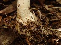 Amanita gymnopus image