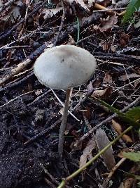 Mycena metata image