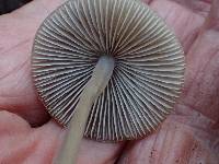 Mycena metata image