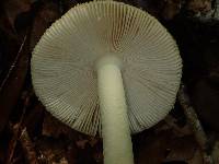 Amanita melleiceps image