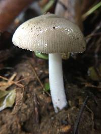 Amanita ovalispora image