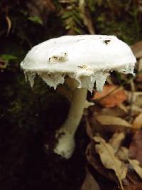 Amanita ovoidea image