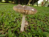 Amanita punctata image