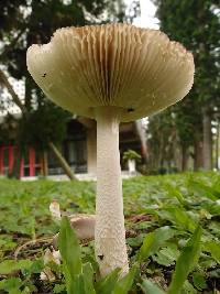 Amanita punctata image