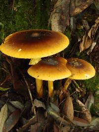 Amanita similis image