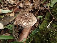 Amanita griseofarinosa image