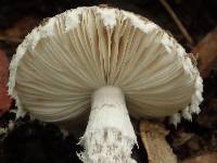 Amanita griseofarinosa image