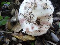 Amanita cruentilemurum image