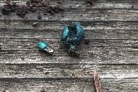 Chlorociboria aeruginascens image