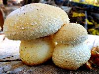 Hemipholiota populnea image