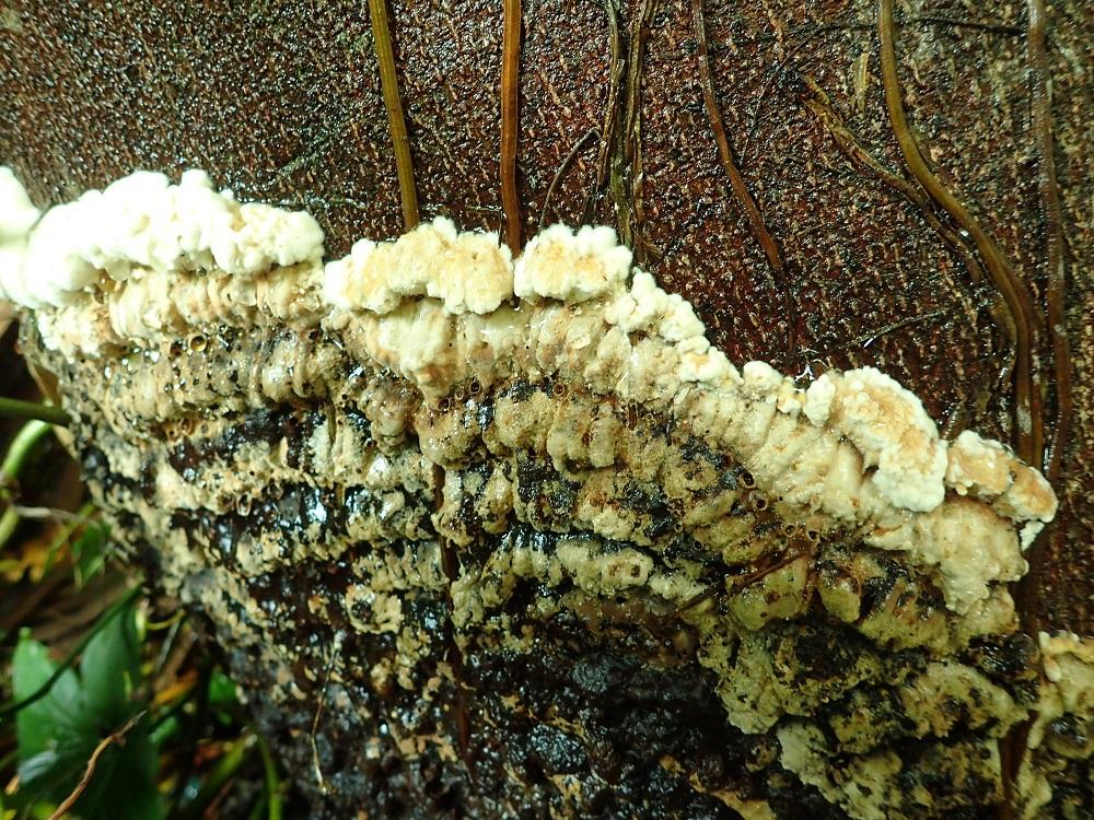 Phellinus noxius image