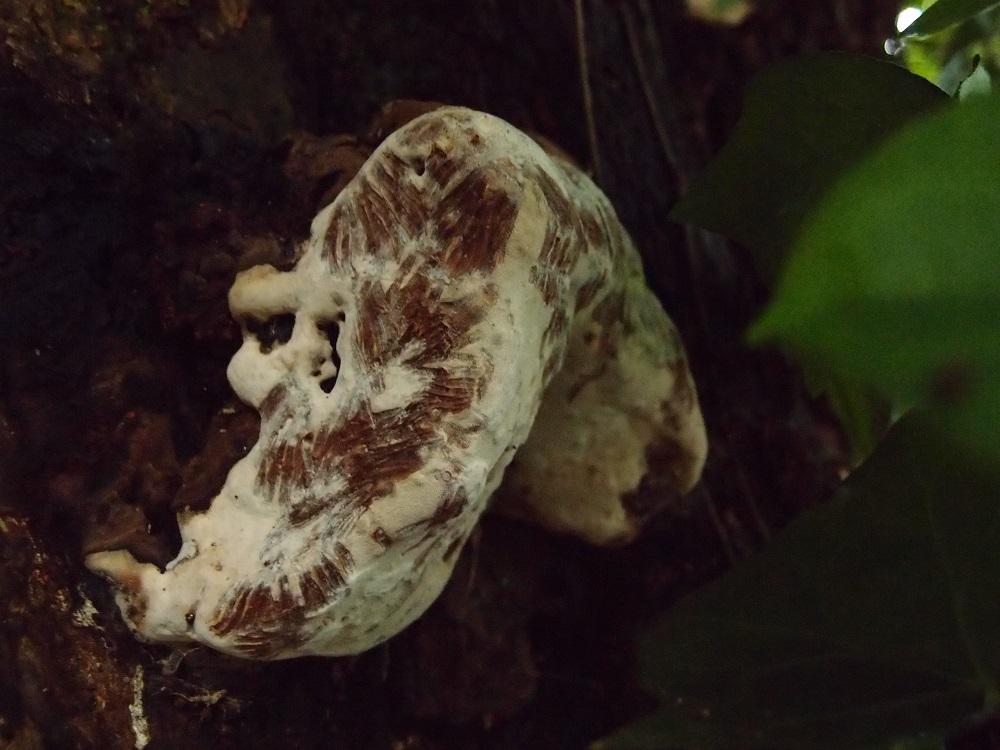 Phellinus hoehnelii image