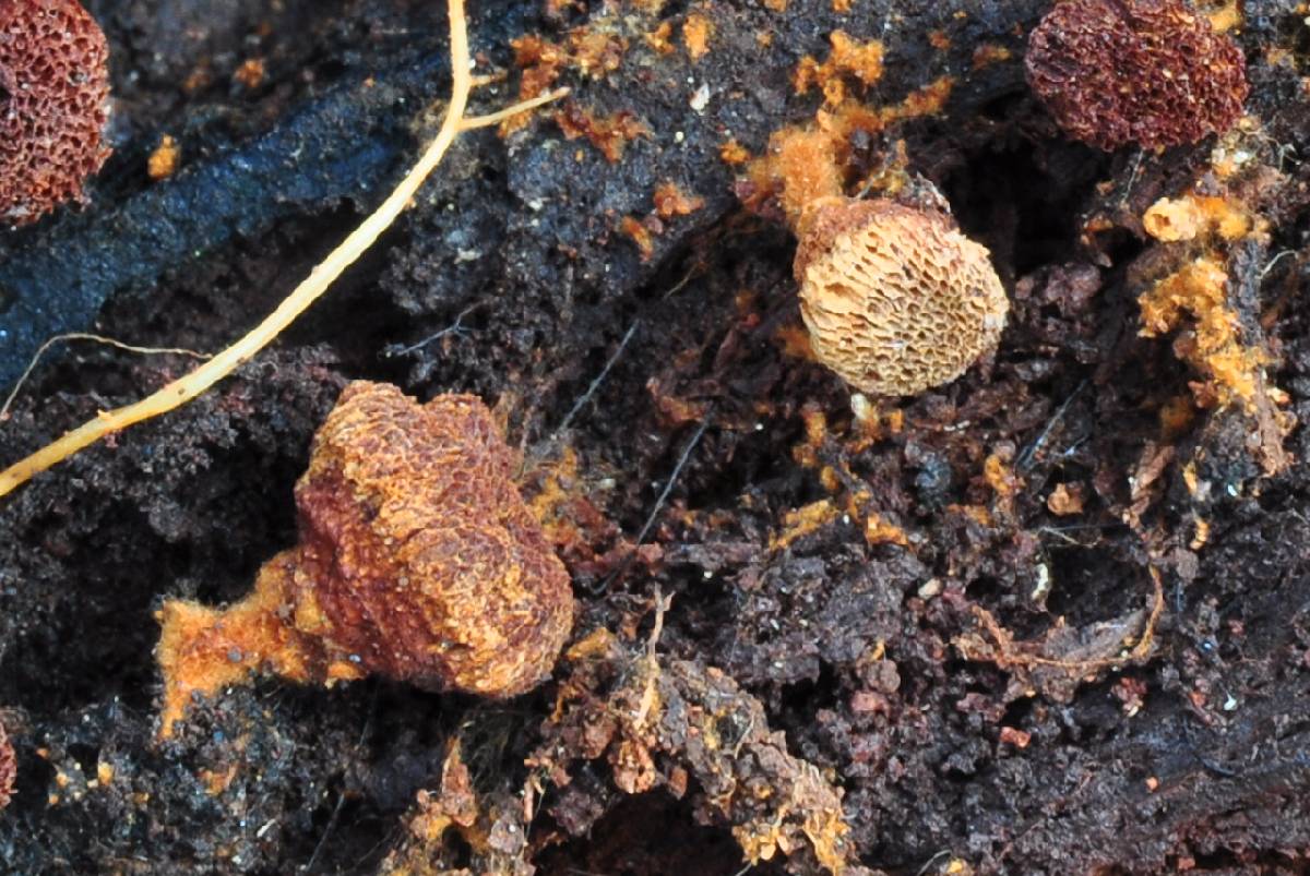 Coltriciella dependens image