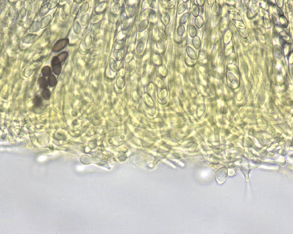 Ascobolus crenulatus image