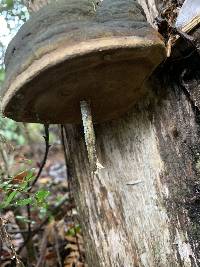 Phellinus igniarius image