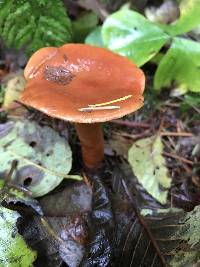 Lactarius subviscidus image