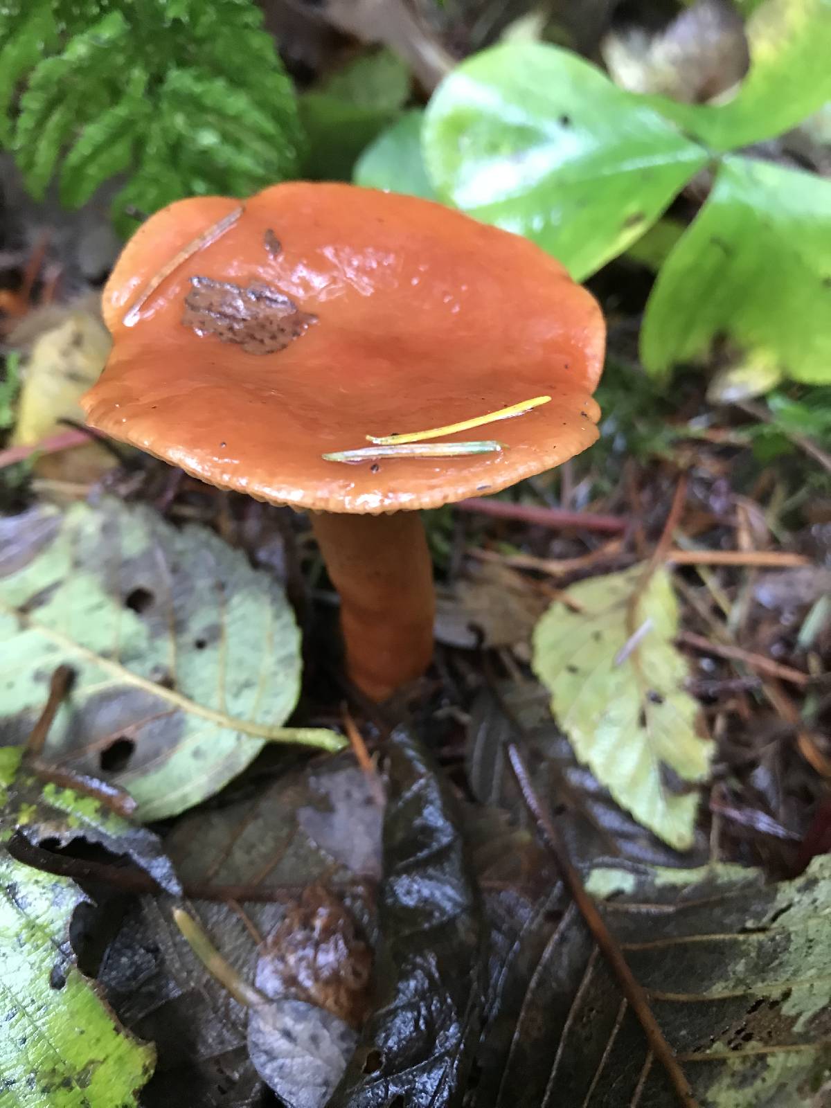 Lactarius subviscidus image