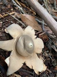 Geastrum fimbriatum image