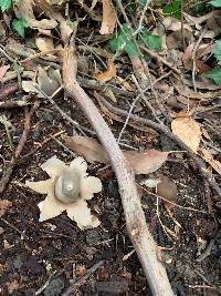 Geastrum fimbriatum image