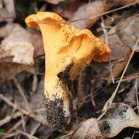 Cantharellus lateritius image