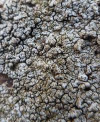 Diploschistes scruposus image