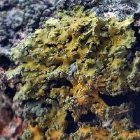 Xanthoria ulophyllodes image