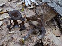 Arrhenia epichysium image