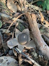 Geastrum fimbriatum image