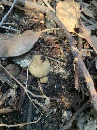 Geastrum fimbriatum image