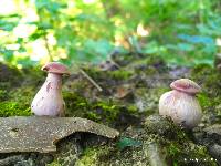Laccaria ochropurpurea image