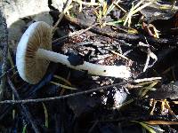 Inocybe ionocephala image