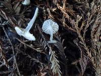 Marasmius calhouniae image