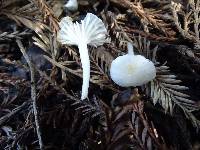 Marasmius calhouniae image