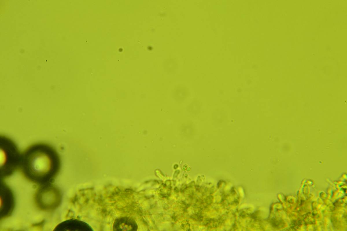 Trechispora regularis image