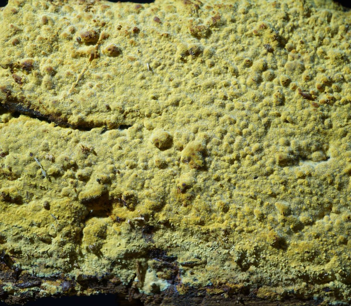 Crustoderma dryinum image