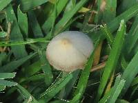 Conocybe apala image