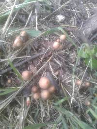 Psathyrella corrugis image