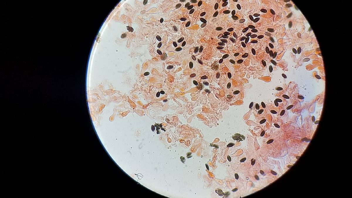 Psathyrella prona image